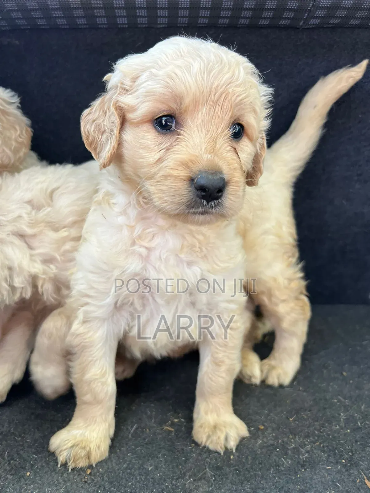 1-3 months Female Purebred Golden Retriever