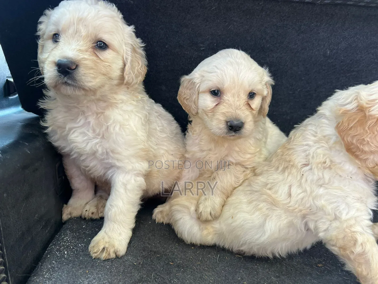1-3 months Female Purebred Golden Retriever