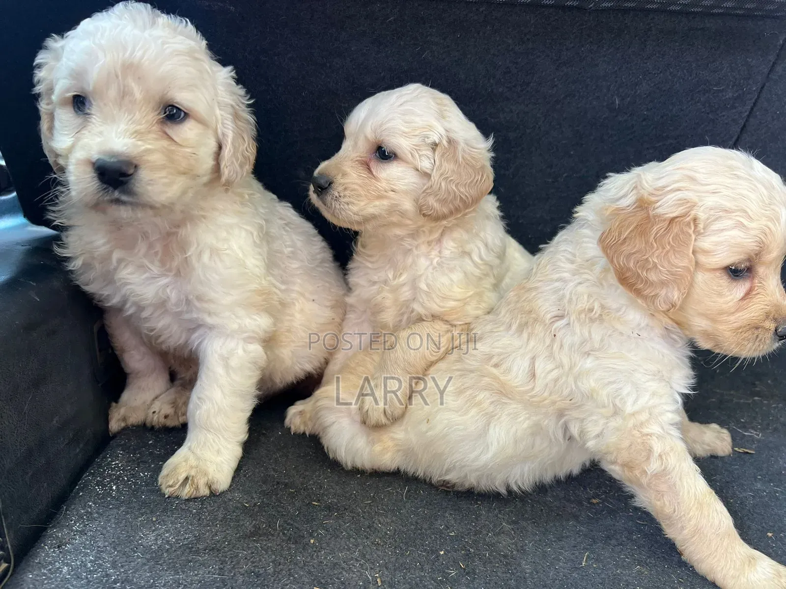 1-3 months Female Purebred Golden Retriever