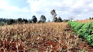 Residential One Acre for Sale - thumbnail 2