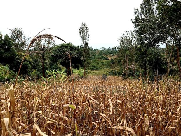 Residential One Acre for Sale - thumbnail 5