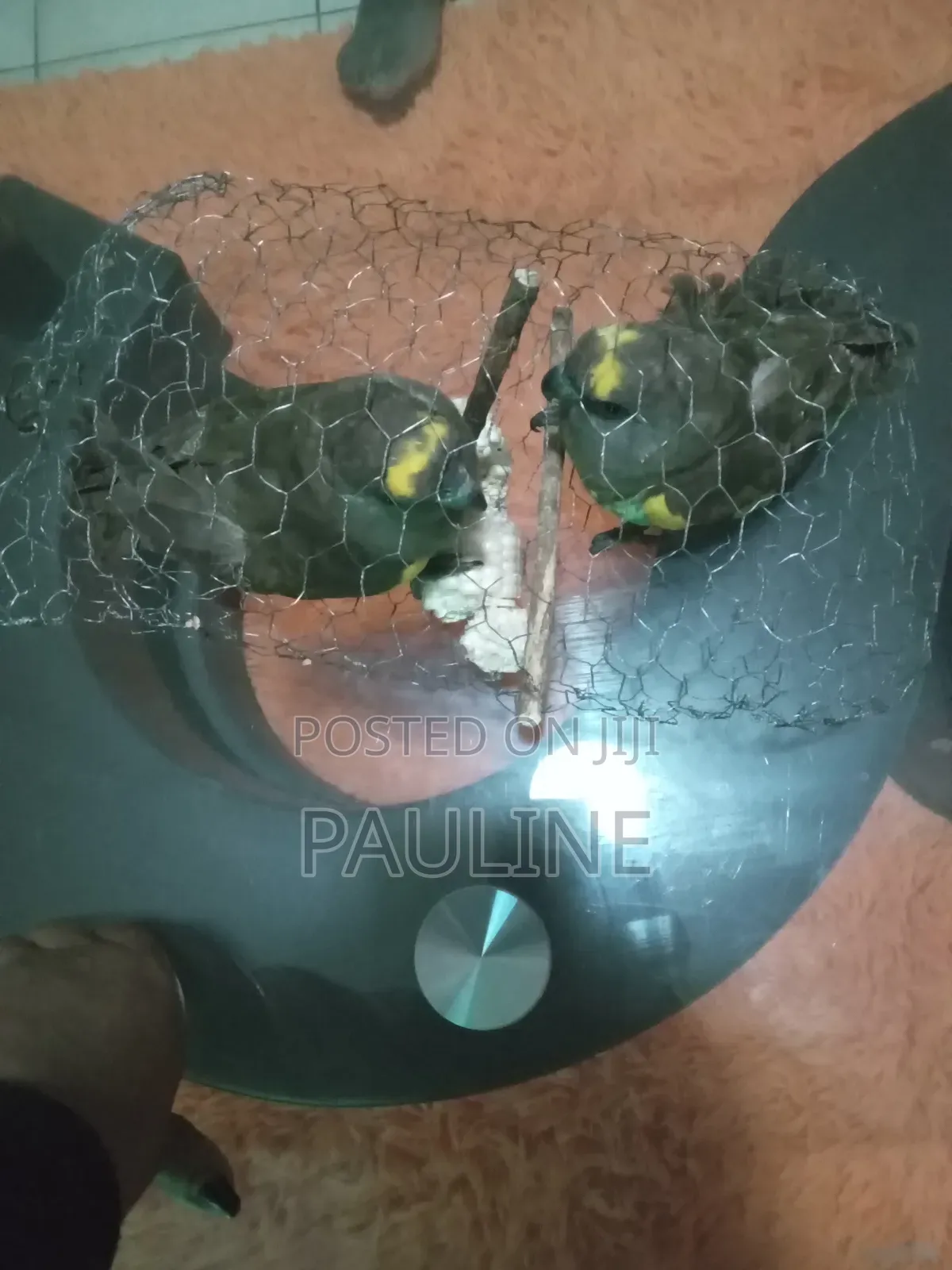 Meyeri Birds