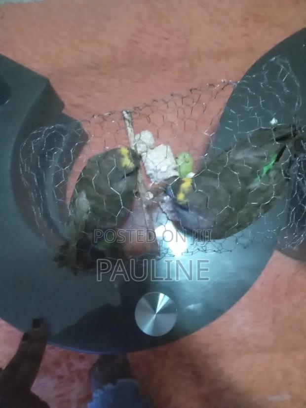 Meyeri Birds - thumbnail 3