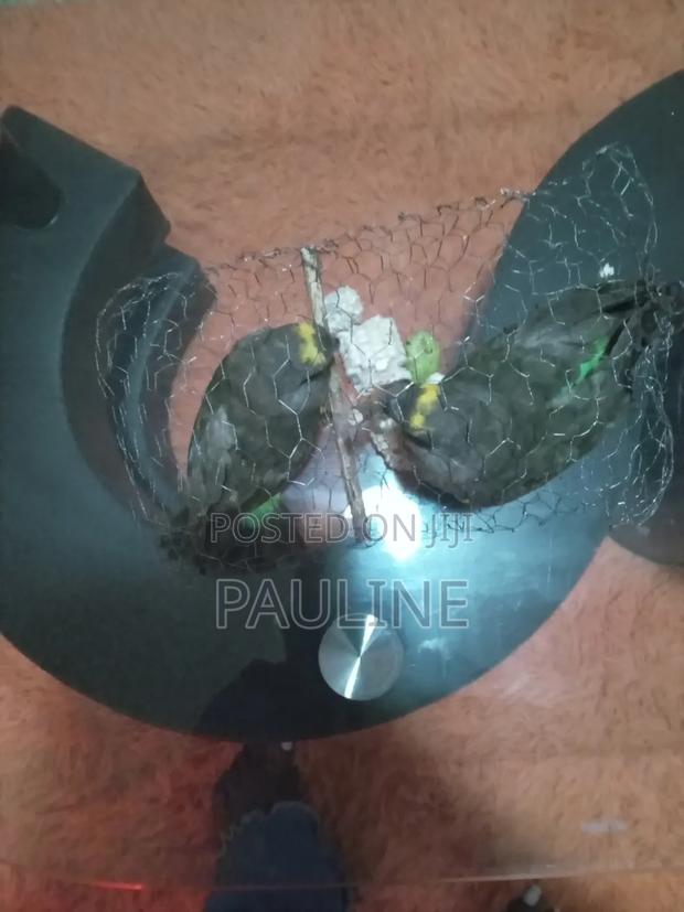 Meyeri Birds - thumbnail 4