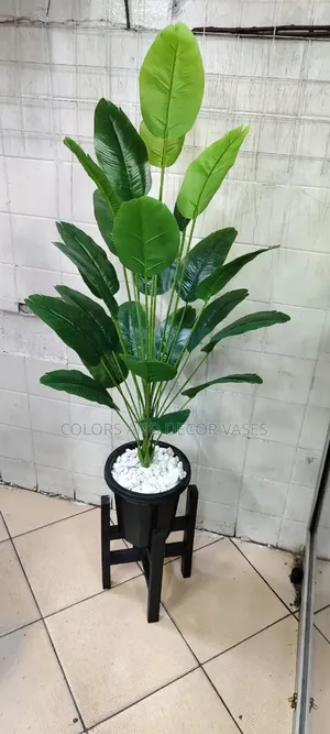 Banana Plant in Black Vase and Stand