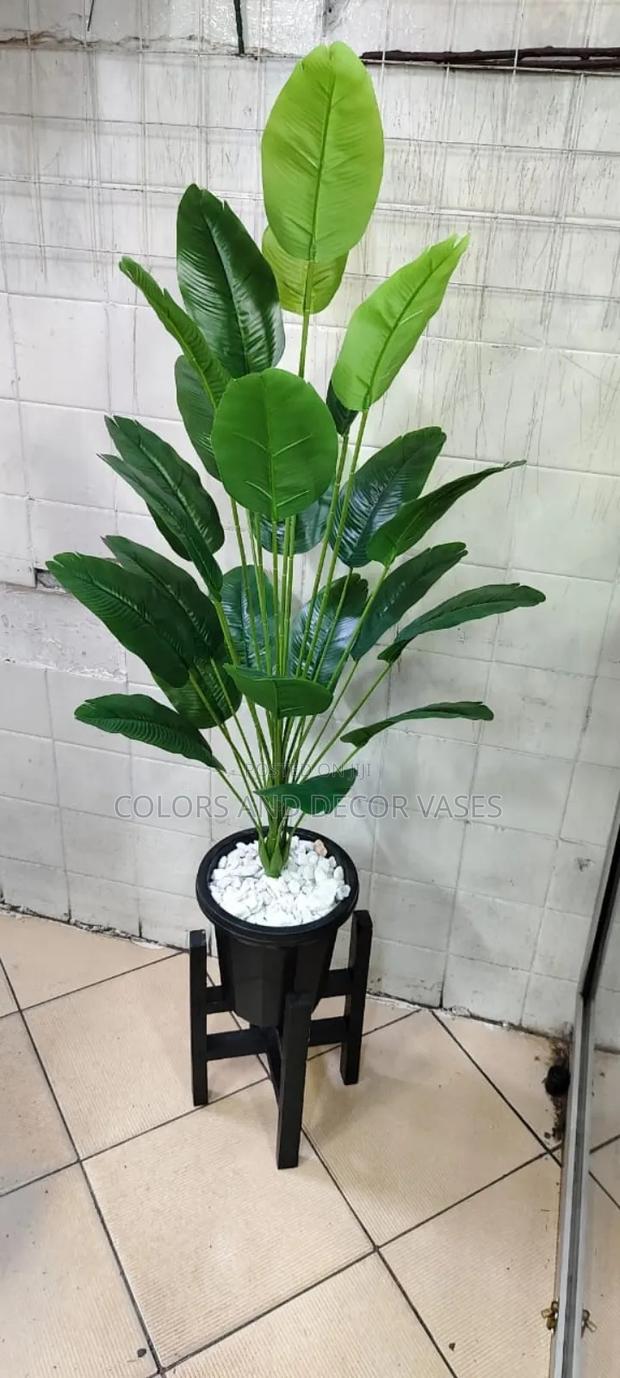 Banana Plant in Black Vase and Stand