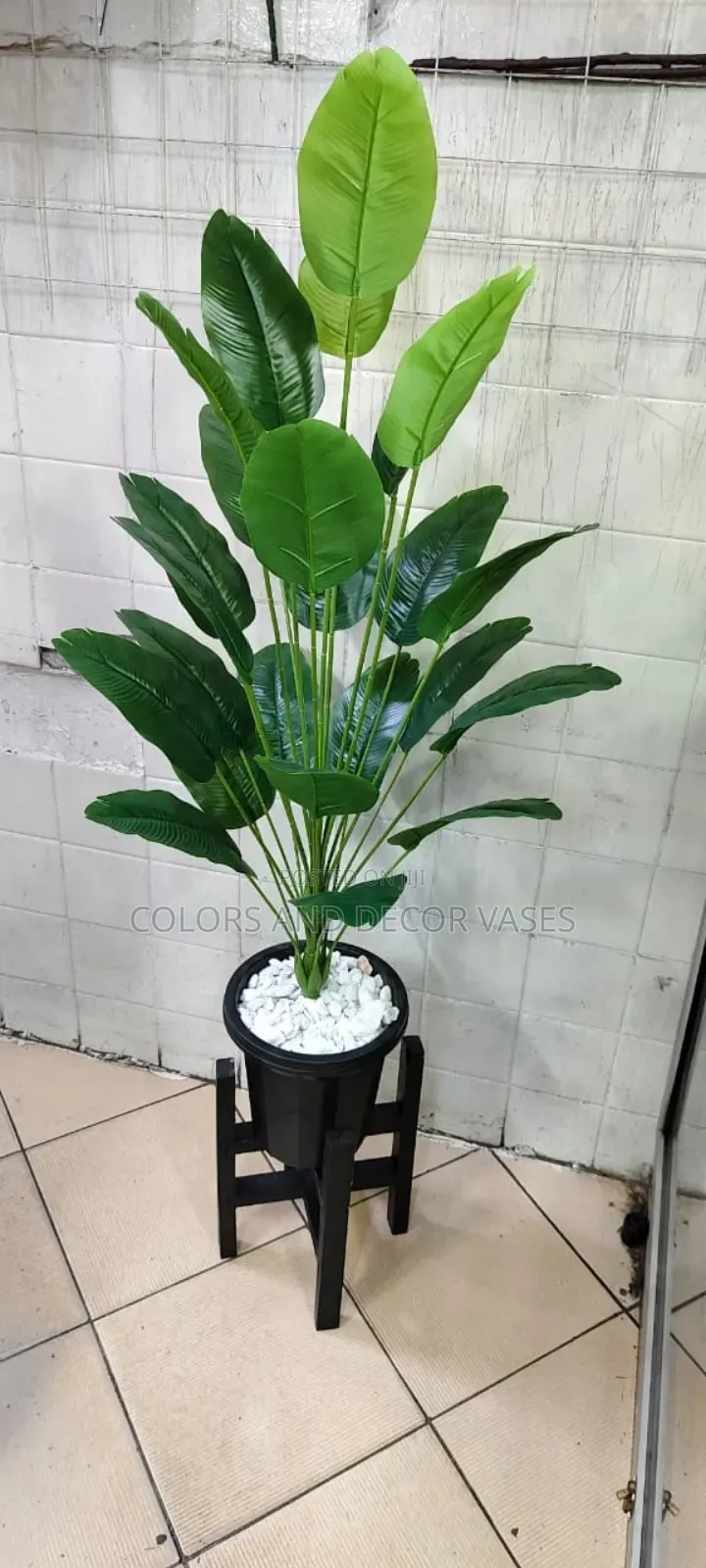 Banana Plant in Black Vase and Stand