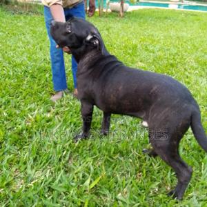 6-12 months Male Purebred Cane Corso - thumbnail 2