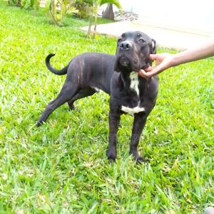 6-12 months Female Purebred Cane Corso - thumbnail 2