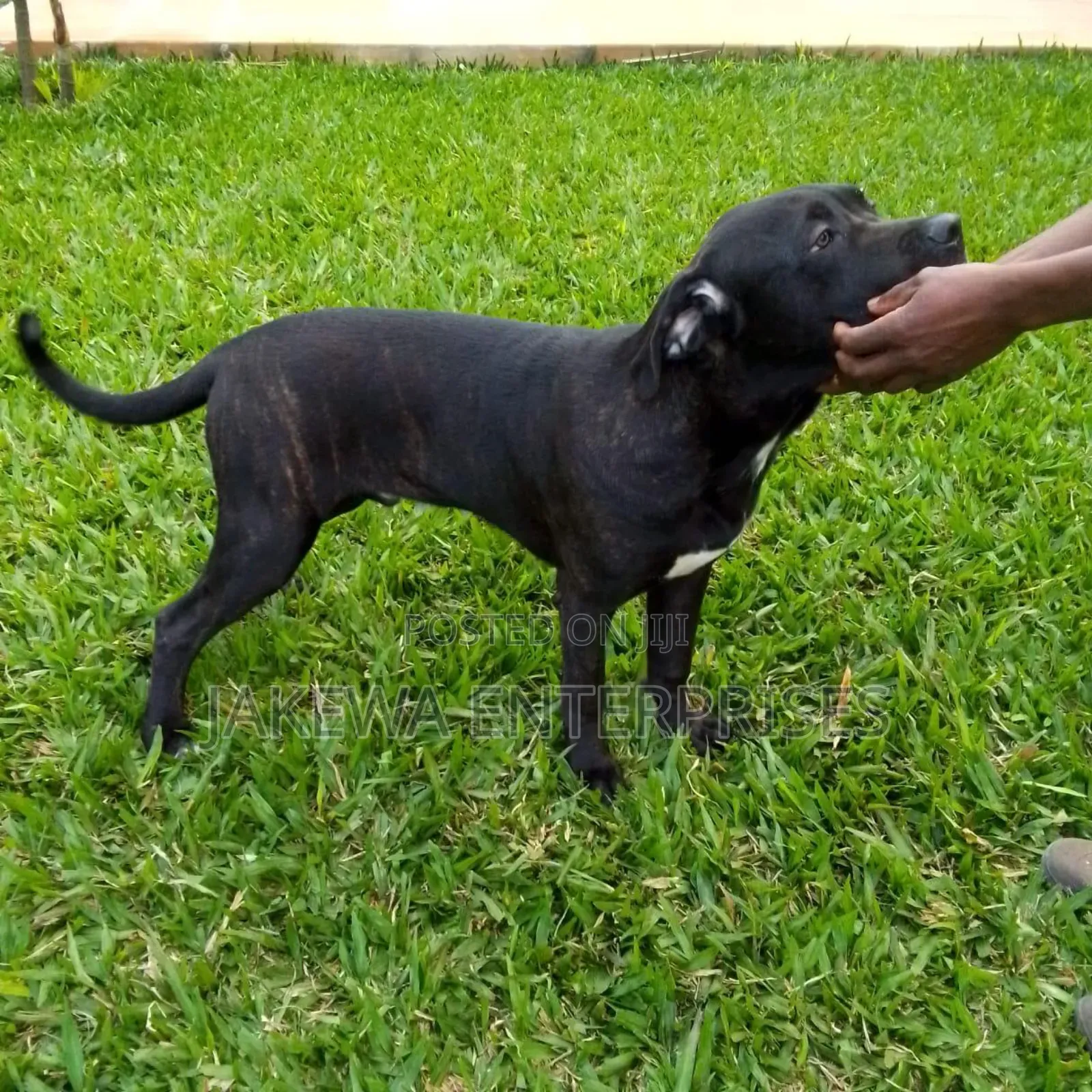 6-12 months Male Purebred Cane Corso