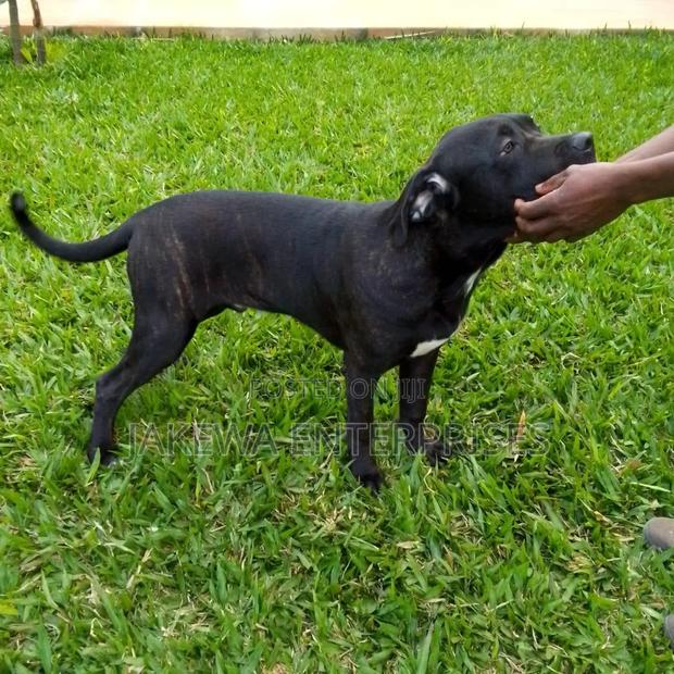 6-12 months Male Purebred Cane Corso