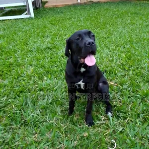 6-12 months Female Purebred Cane Corso