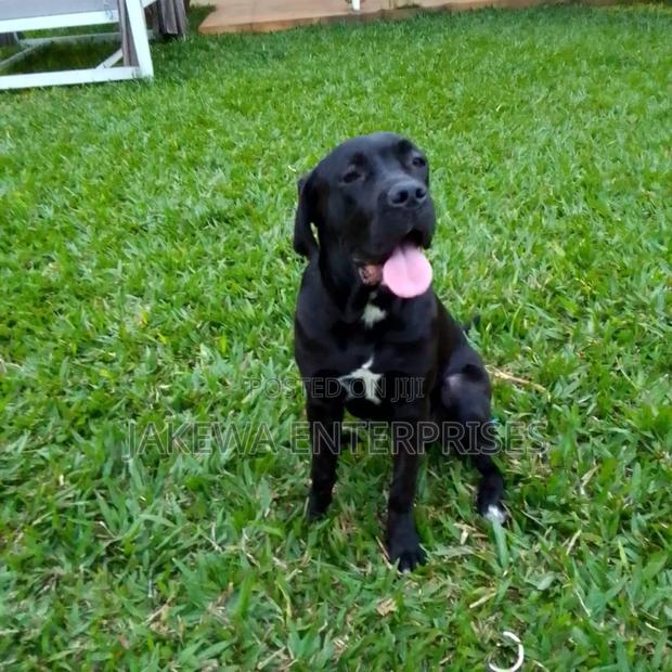 6-12 months Female Purebred Cane Corso - main view