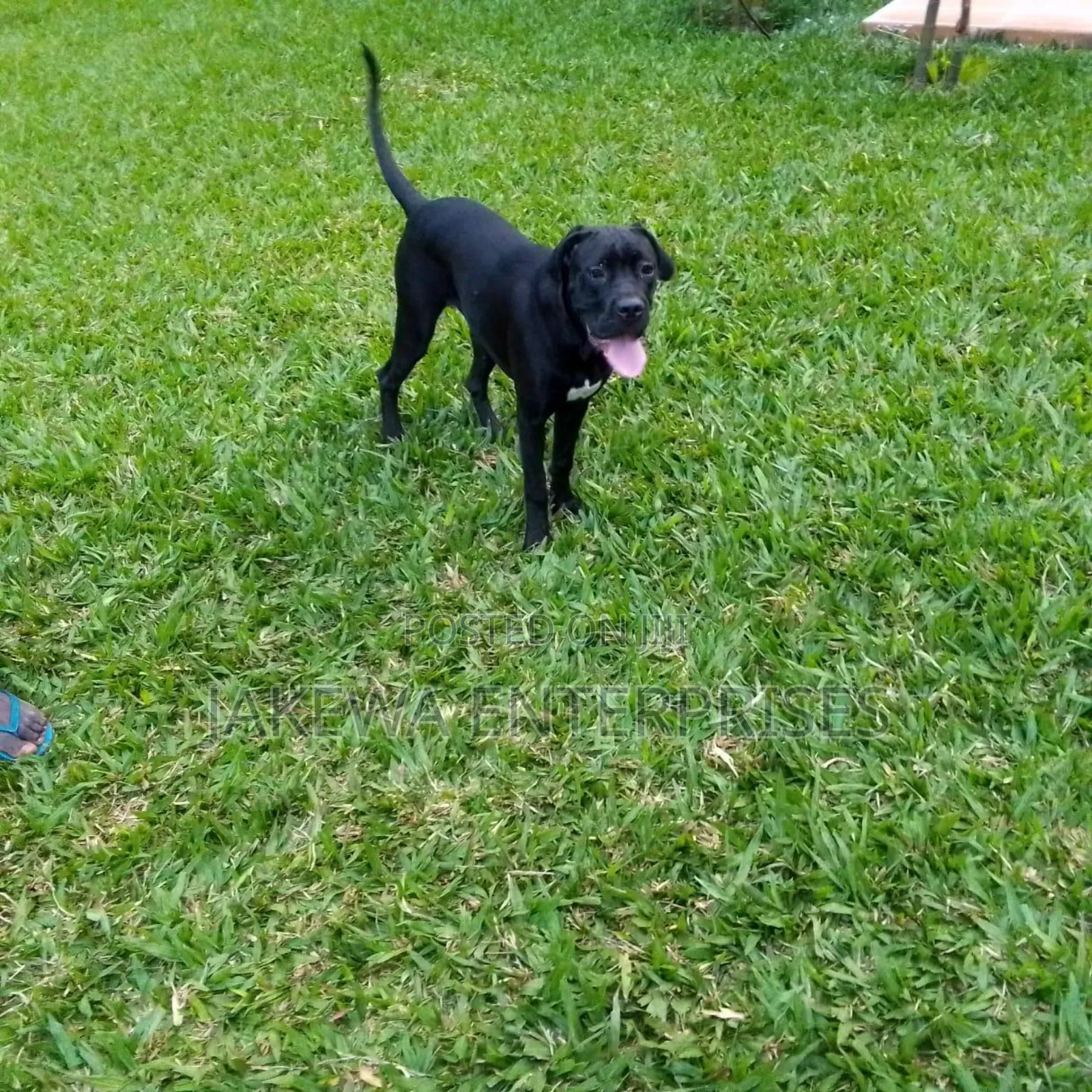 6-12 months Male Purebred Cane Corso