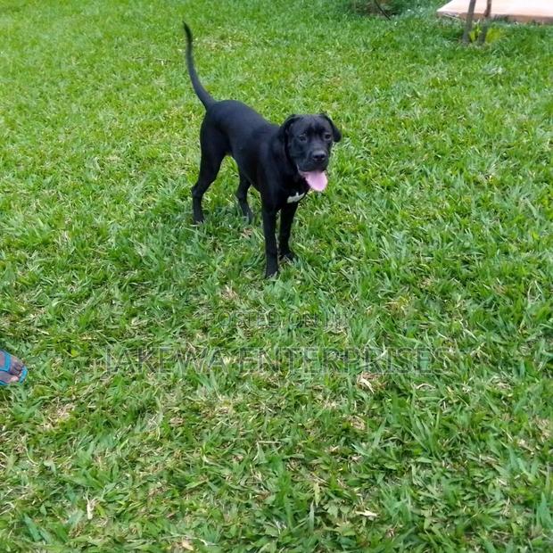 6-12 months Male Purebred Cane Corso