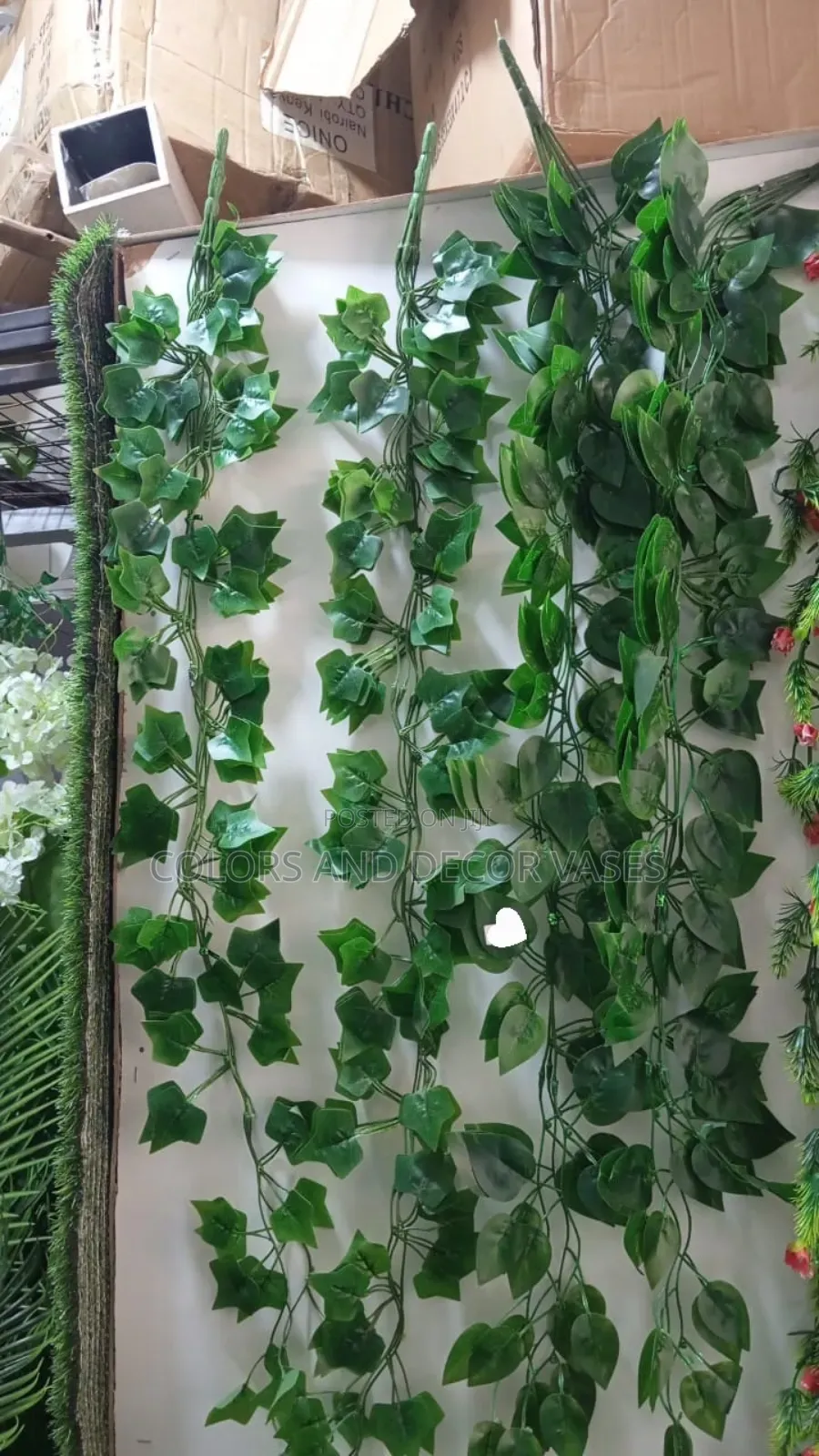 Money Plant Shillings a Dozen