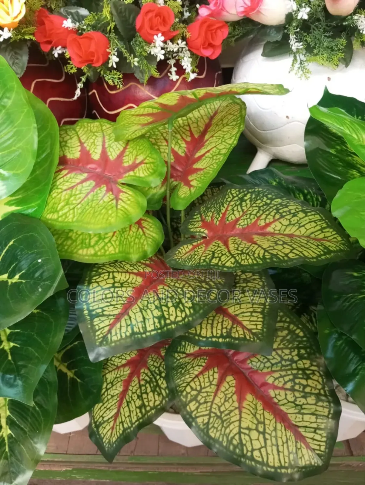 Green Red Plant in Stock