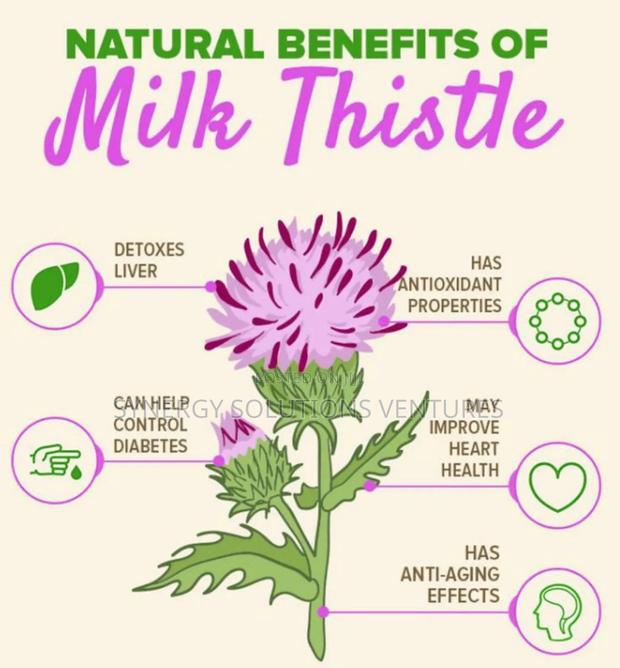 Milk Thistle - thumbnail 4