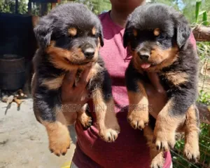 1-3 months Male Purebred Rottweiler