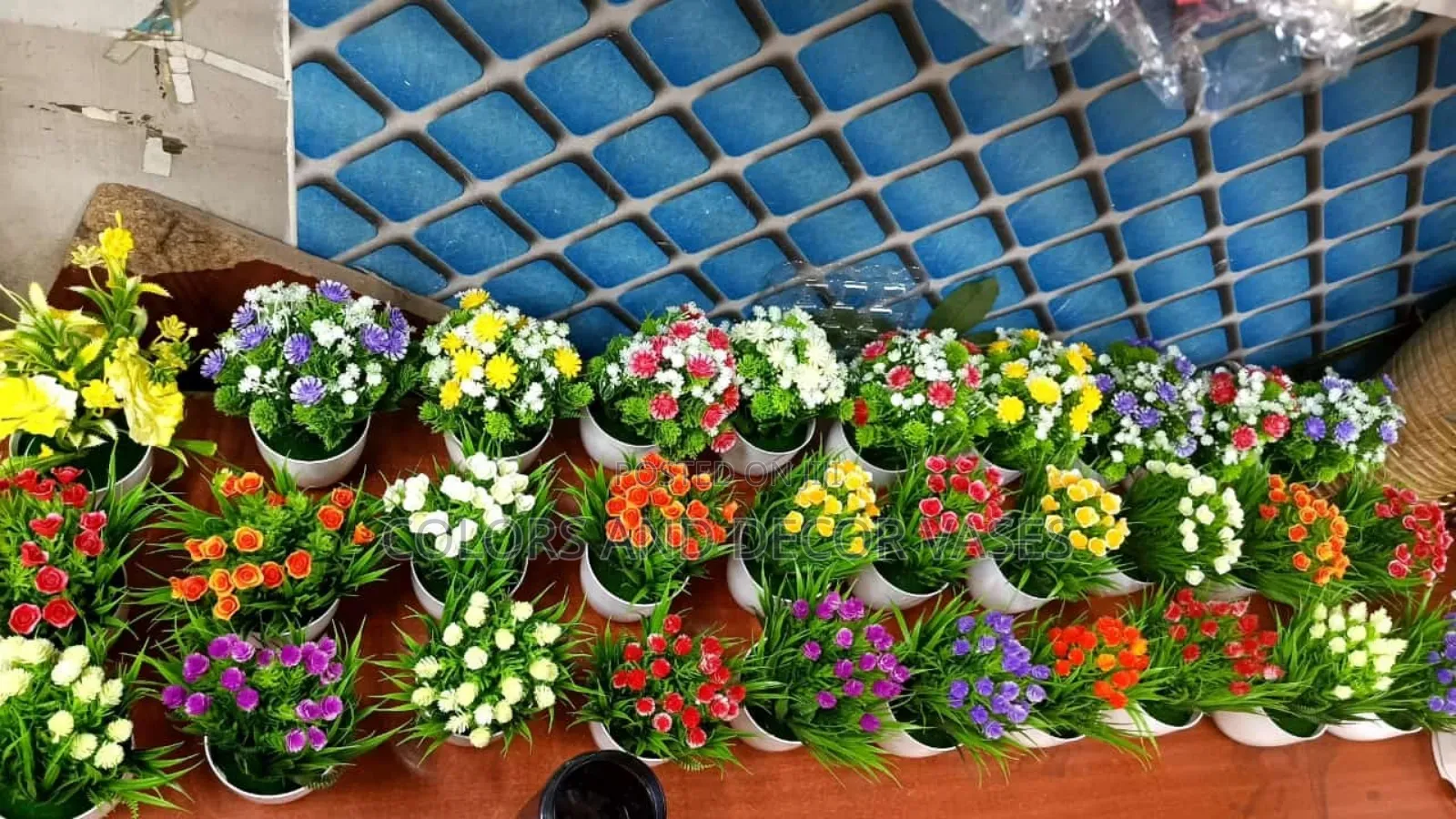 Bonsai All Colors in Stock