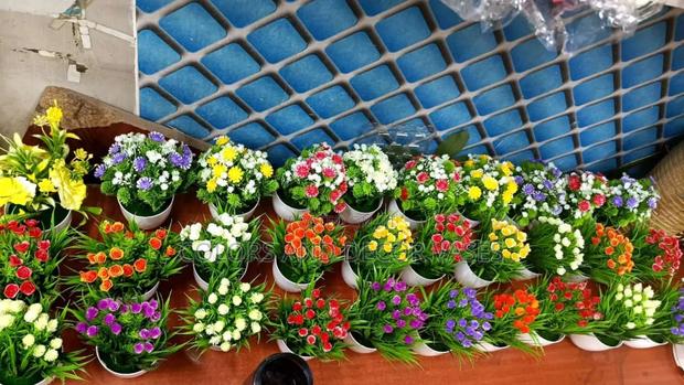 Bonsai All Colors in Stock