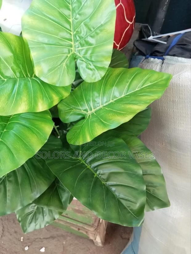Green Plant for Decor in Your Home