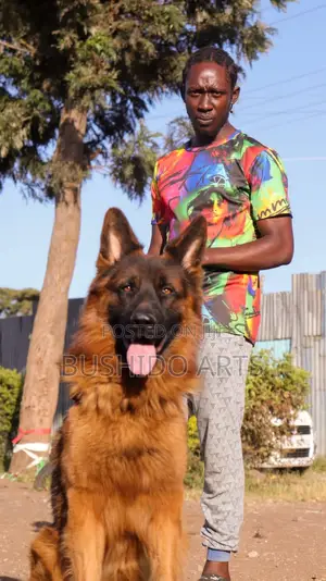 1+ year Male Purebred German Shepherd