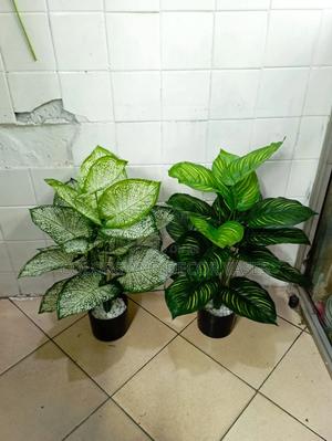 Plants Alone KSH Variety - thumbnail 2