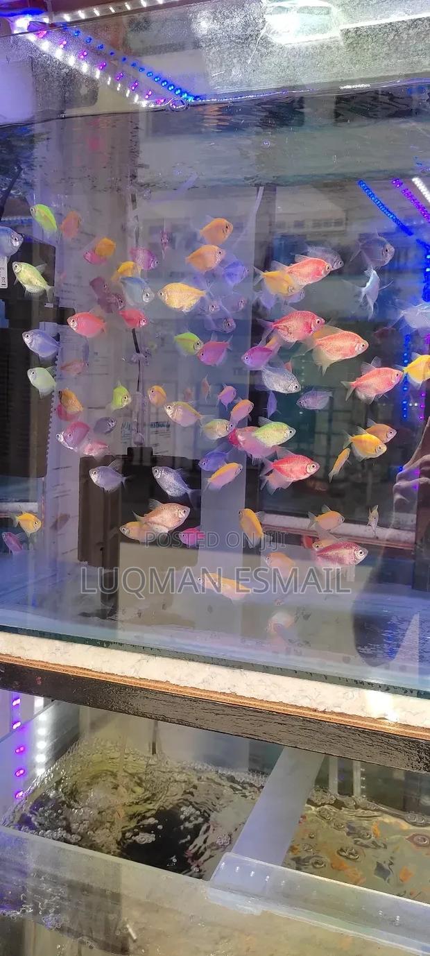 Glo Tetras - main view