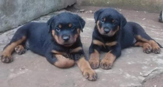 1-3 months Female Purebred Rottweiler