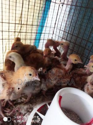 3 Weeks Old Sasso F1 Chicks - thumbnail 2