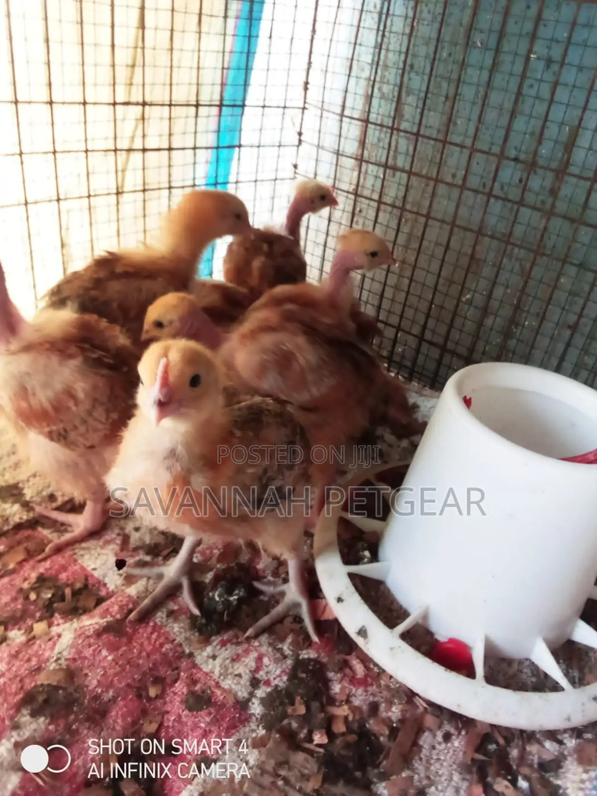 3 Weeks Old Sasso F1 Chicks