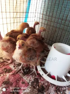 3 Weeks Old Sasso F1 Chicks