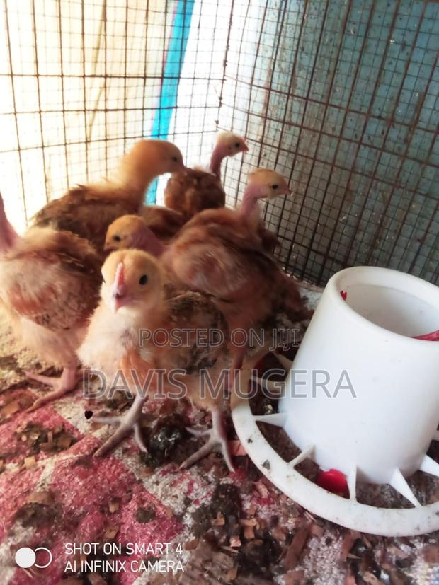 3 Weeks Old Sasso F1 Chicks - thumbnail 3