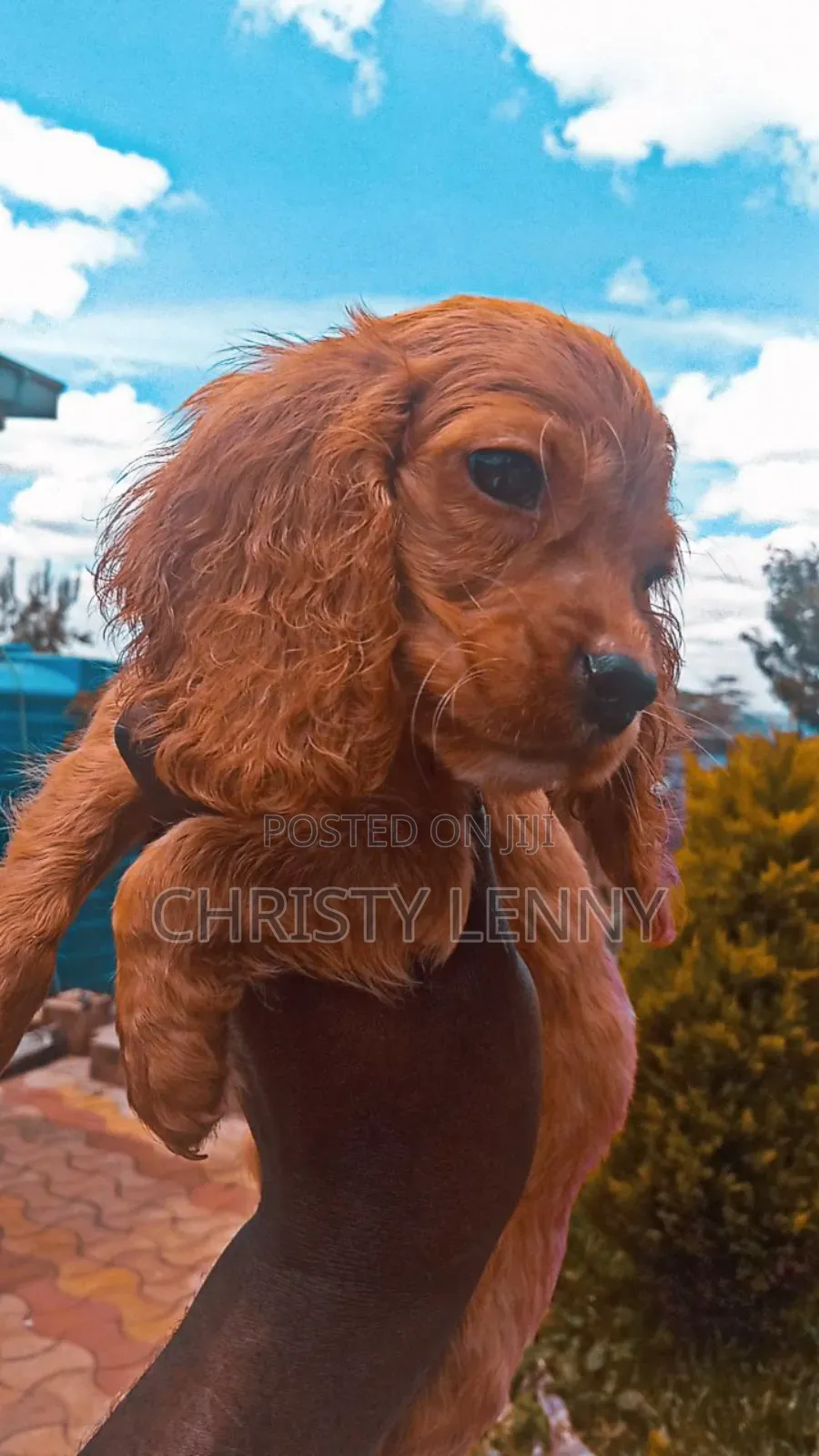 1-3 months Male Purebred Cocker Spaniel