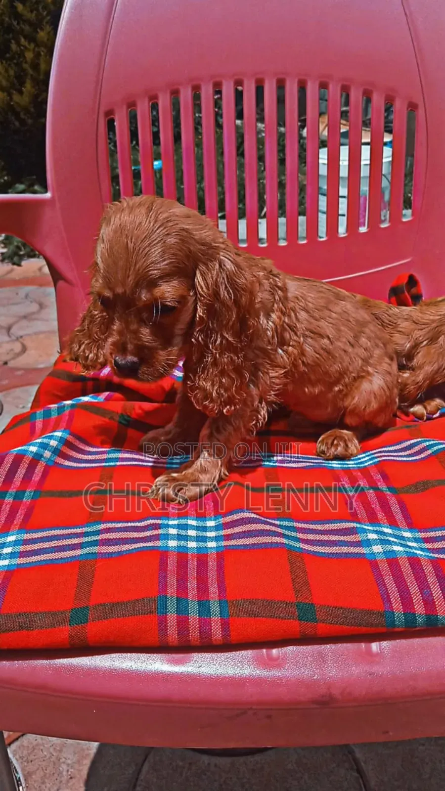 1-3 months Male Purebred Cocker Spaniel