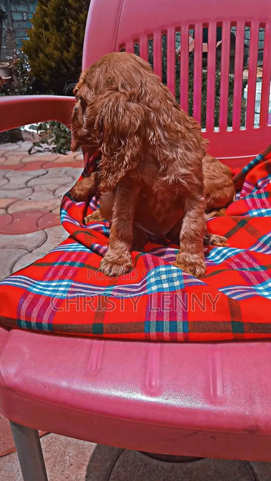 1-3 months Male Purebred Cocker Spaniel