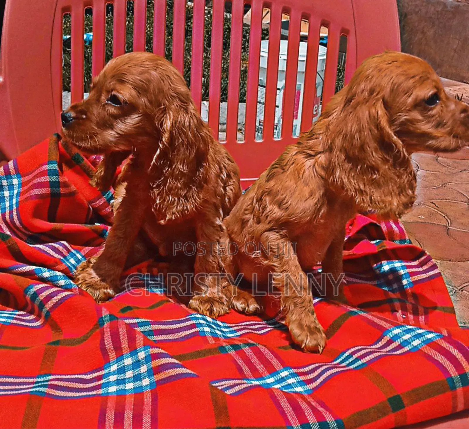 1-3 months Male Purebred Cocker Spaniel