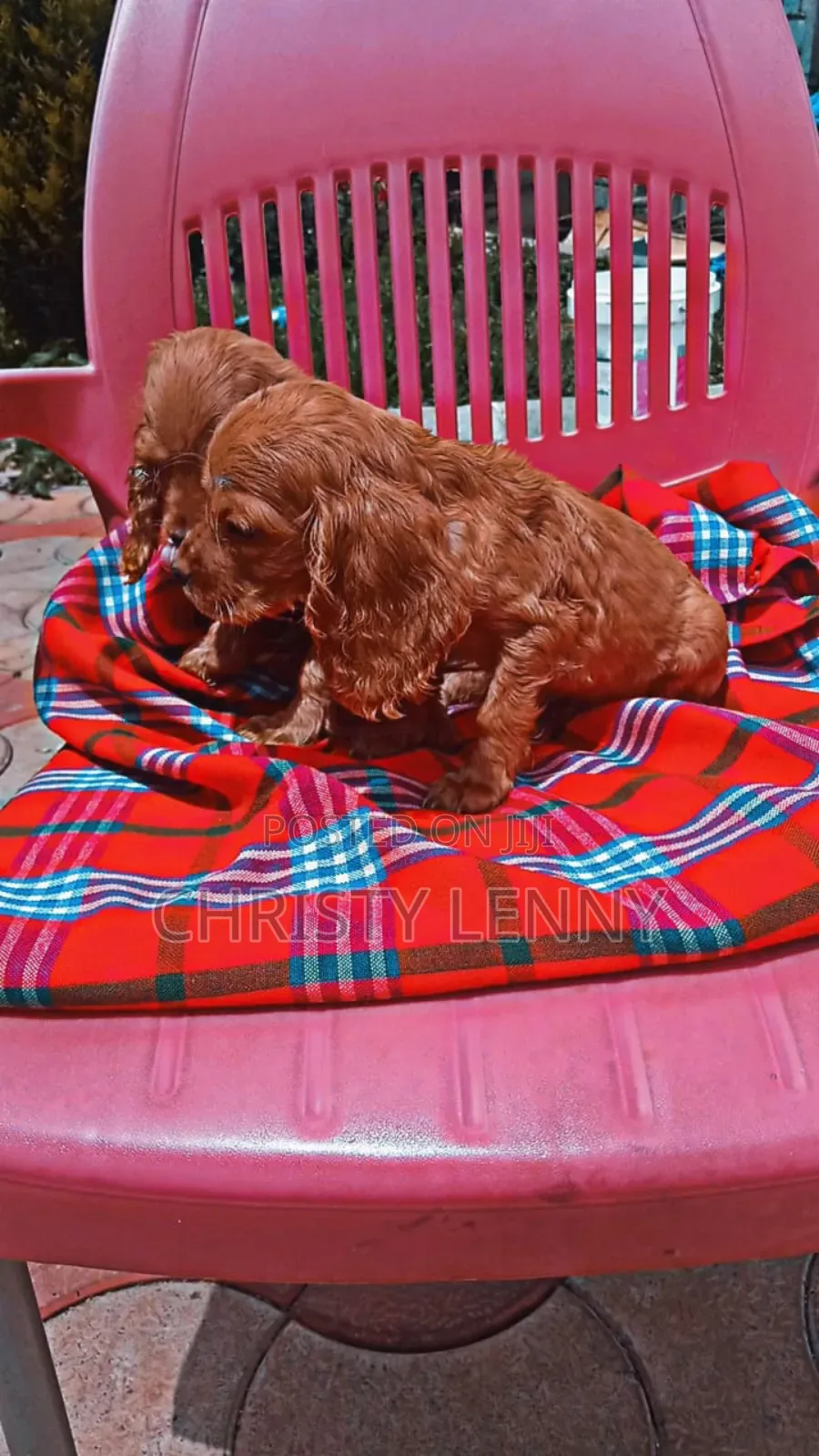 1-3 months Male Purebred Cocker Spaniel