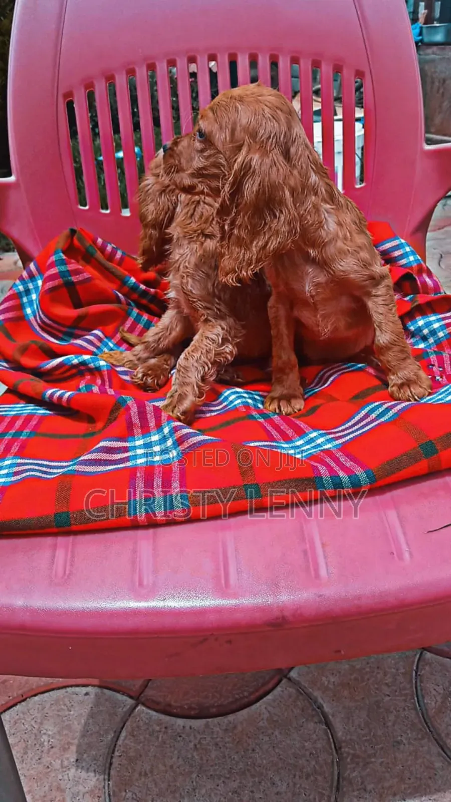 1-3 months Male Purebred Cocker Spaniel
