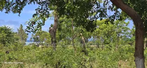For Sale: Prime 7-Acres 2nd Row in Kikambala