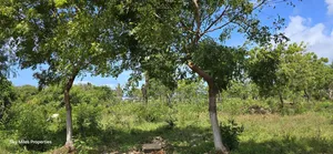 For Sale: Prime 7-Acres 2nd Row in Kikambala