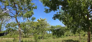 For Sale: Prime 7-Acres 2nd Row in Kikambala