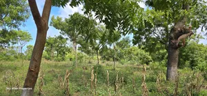 For Sale: Prime 7-Acres 2nd Row in Kikambala