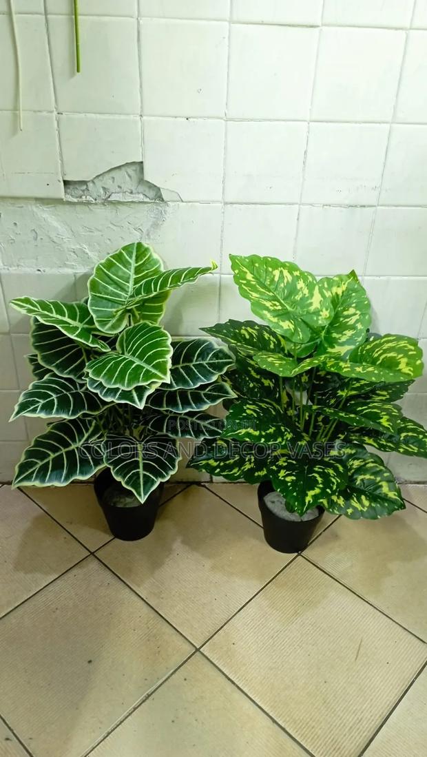 Plants Vase Separately - main view