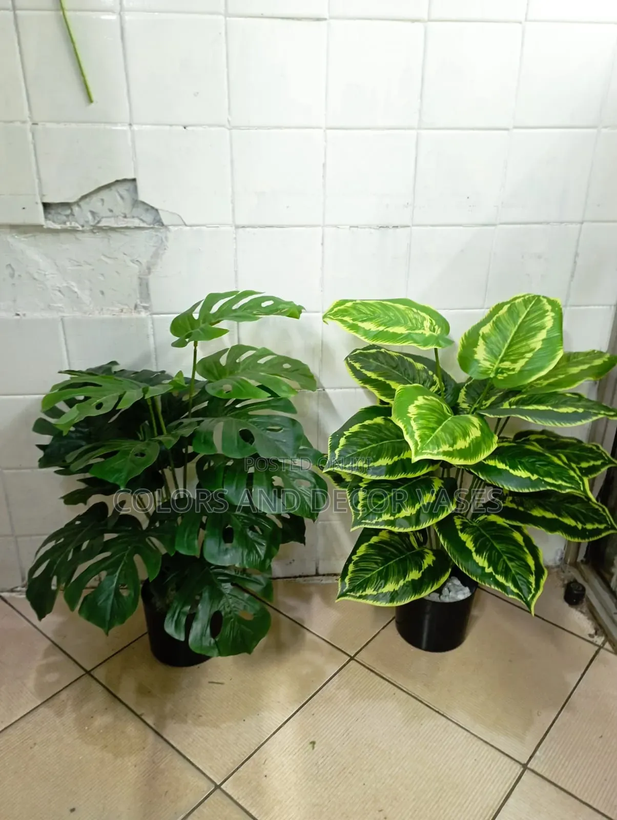 70cm Plant Alone Without Vases KSH 