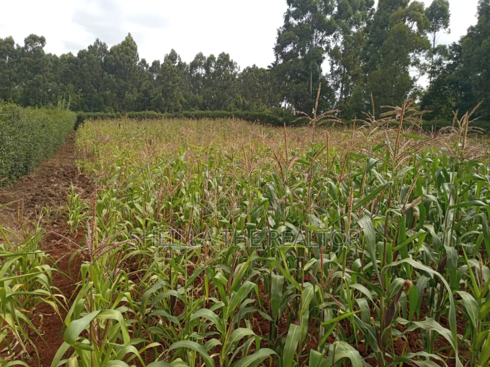 Gatura Road Off Ngong Road Plots for Sale in Waithaka Land & Plots