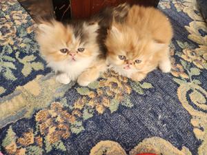 1-3 months Male Purebred Persian - thumbnail 2