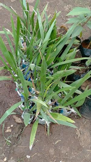 Dates Palm Seedlings - thumbnail 2