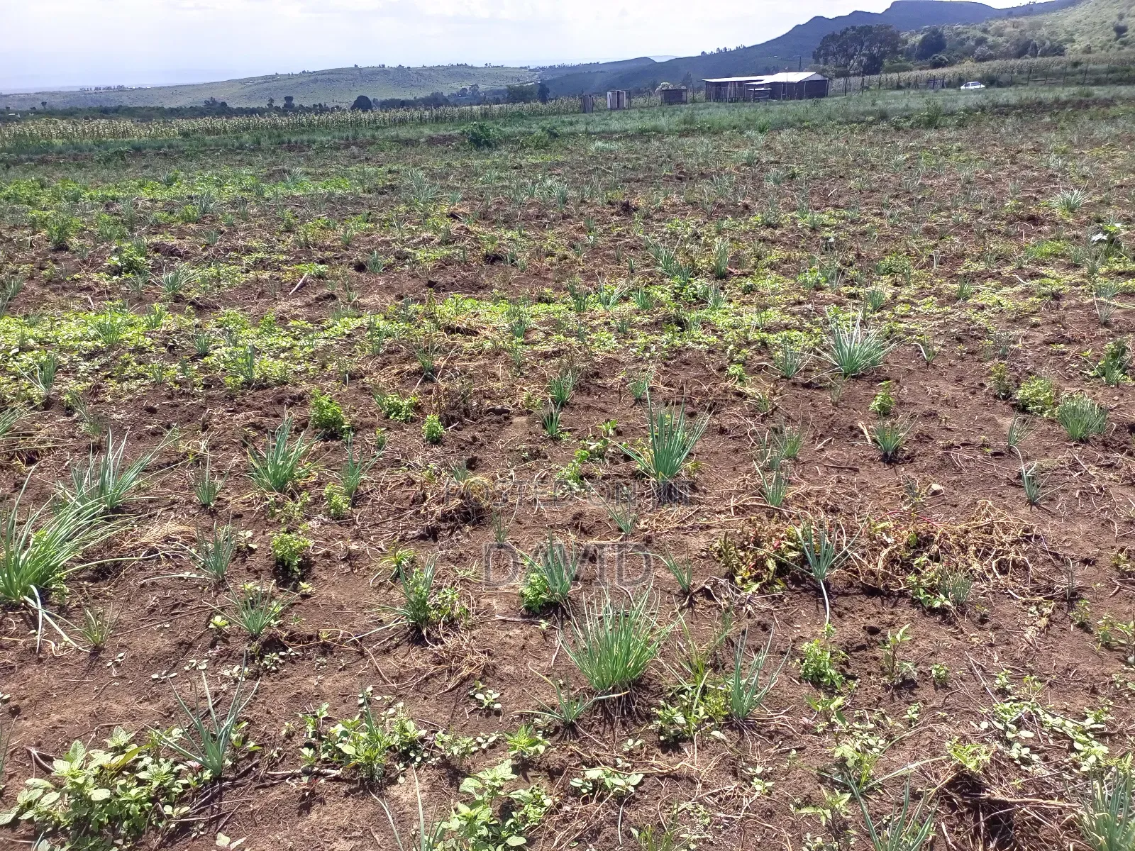 Land for Sale in Gilgil Diatomite
